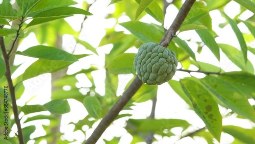 The Sugar-apple, Annona squamosa fruit. fruit tree with leaves photo