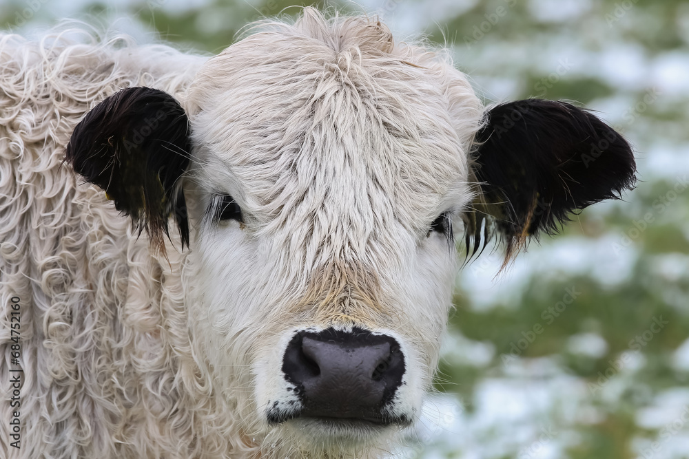 Porträt eines weißen Galloway-Rindes, Bos taurus, Kuh Porträt eines weißen Galloway-Rindes, Bos taurus, Kuh