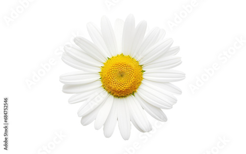 Daisy Delight Blooming Beauty in Petals On Transparent background.