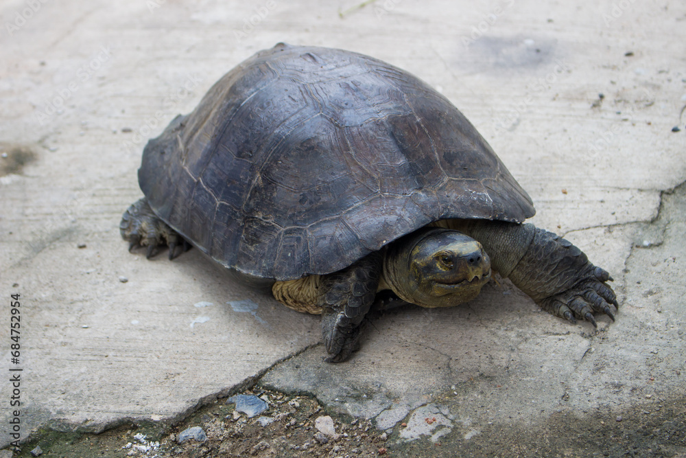 The Giant Asian pond turtle inhabits rivers, streams, marshes, and rice paddies from estuarine lowlands to moderate altitudes through South East Asia. The Giant Asian pond turtle inhabits rivers, streams, marshes, and rice paddies from estuarine lowlands to moderate altitudes through South East Asia.
