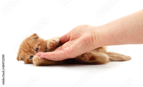 Little red kitten with hand played.
