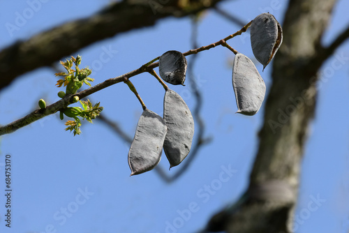 Samenschoten des Geweihbaumes, Gymnocladus Dioicus, Kentucky coffeetree photo