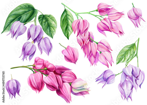 Pink tropical flowers, The wonder of Flowers. Watercolor botanical illustration on isolated background. Clerodendrum  photo