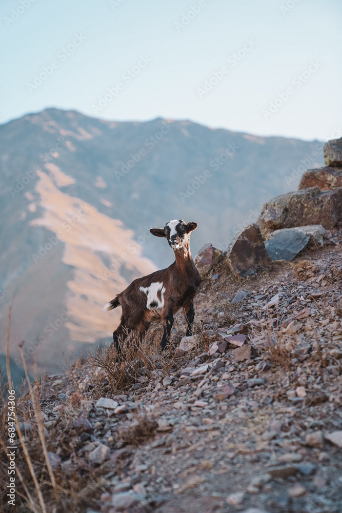 Naklejka premium Wild goat