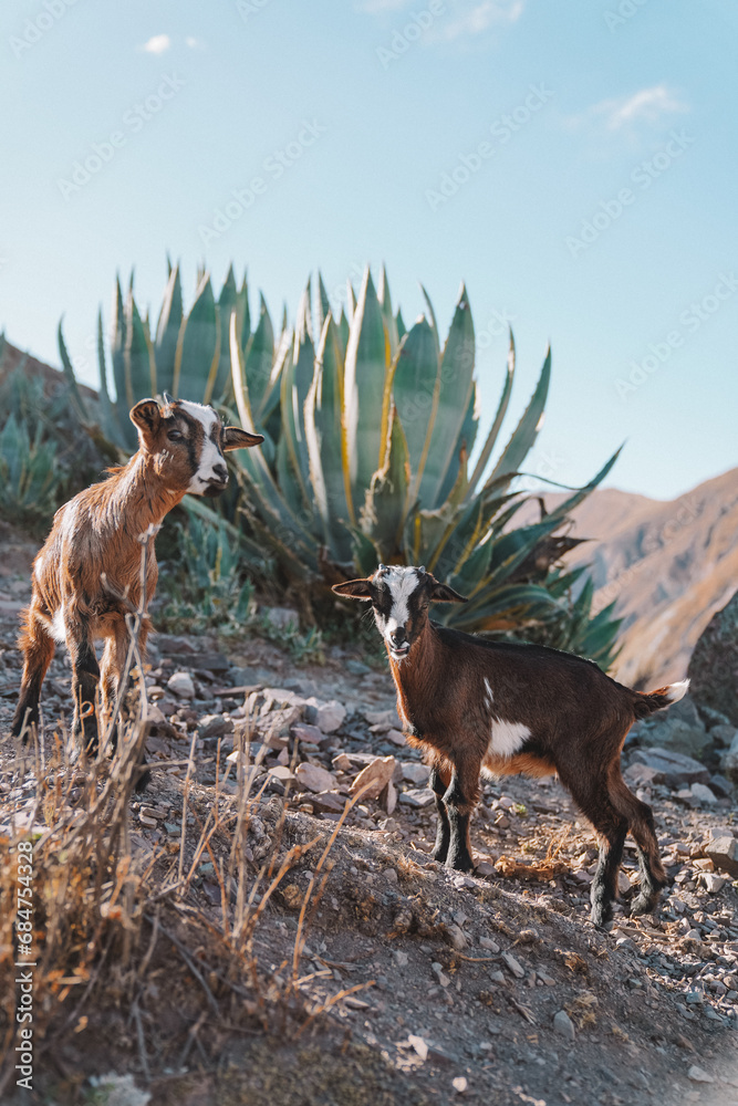 Goats in the mountains