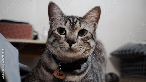 Portrait of a cute gray cat © ALEX HARIYANDI