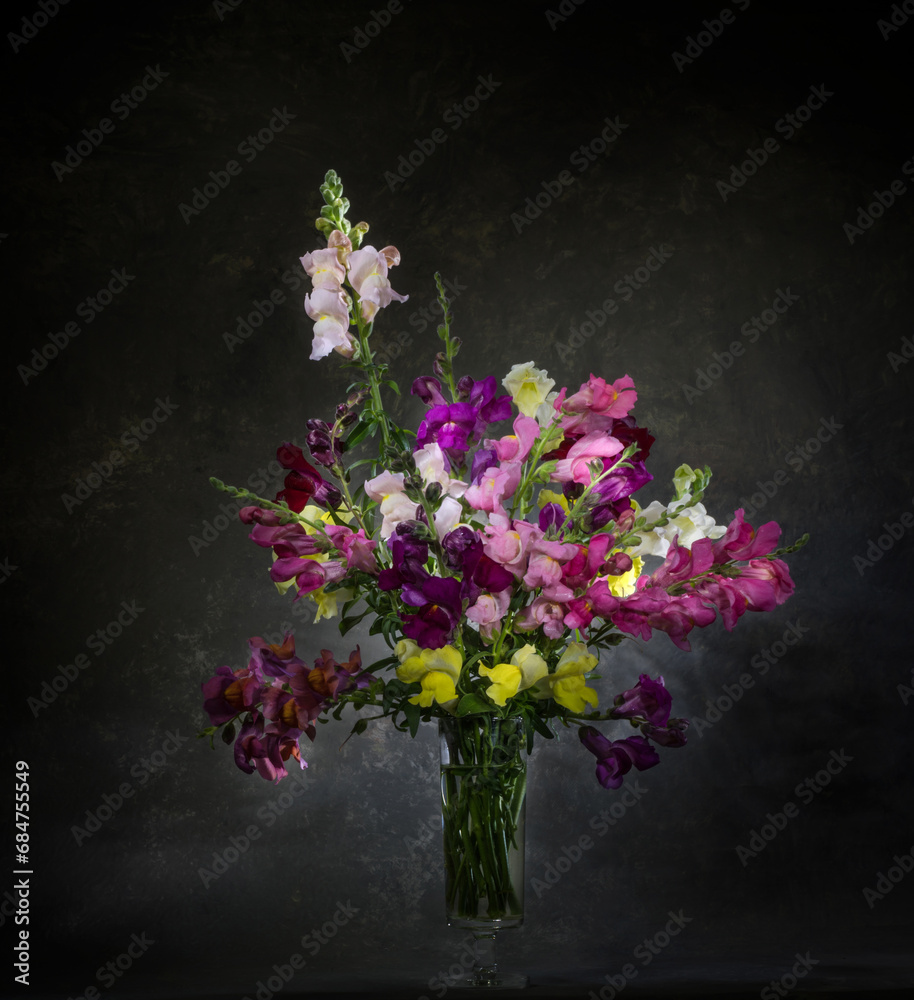 A bouquet of bright multi-colored snapdragon flowers in a transparent glass vase on a dark background. A bouquet of bright multi-colored snapdragon flowers in a transparent glass vase on a dark background.