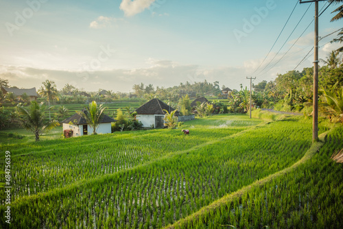 Rice terrace in Ubud countryside