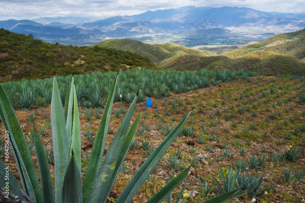 Landscape Oaxaca Mexico Agave plantation for mezcal alcoholic drink production Mexican popular beverage drink