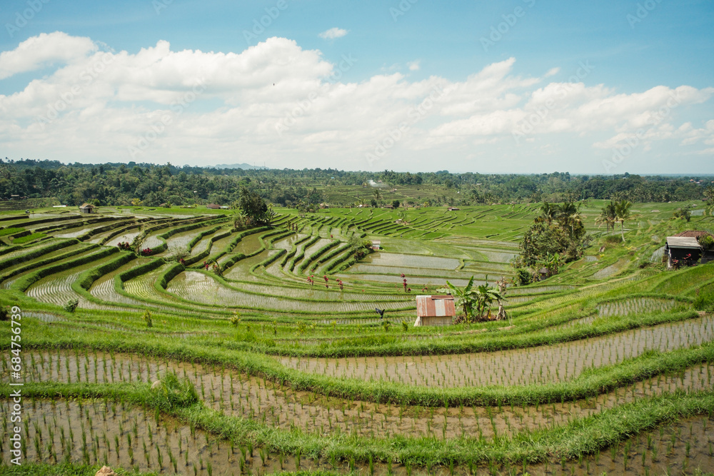 Jatiluwih rice field in Bali
