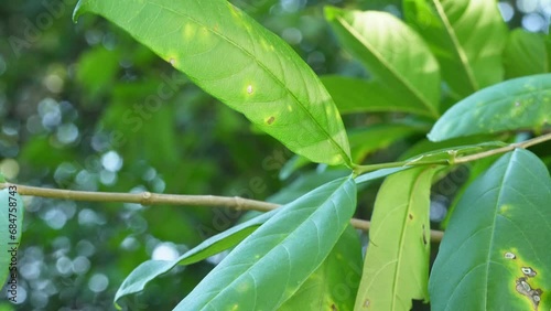 Wrightia tinctoria tree leaves and branch photo