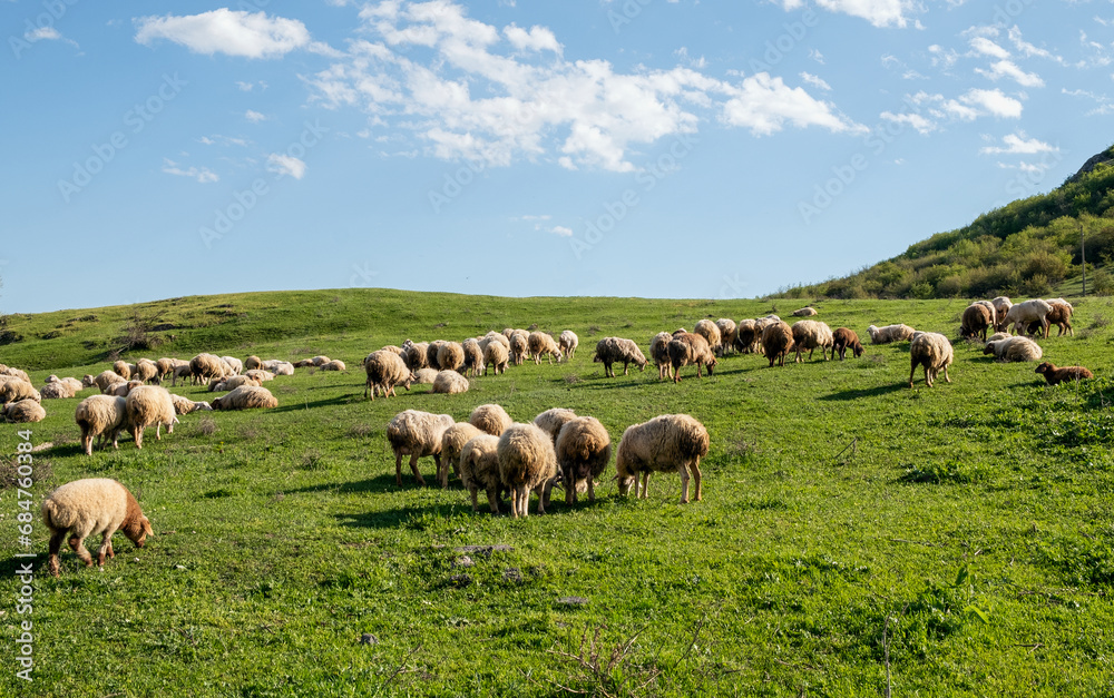 Flock of sheep graze on green hill and blue sky background Flock of sheep graze on green hill and blue sky background