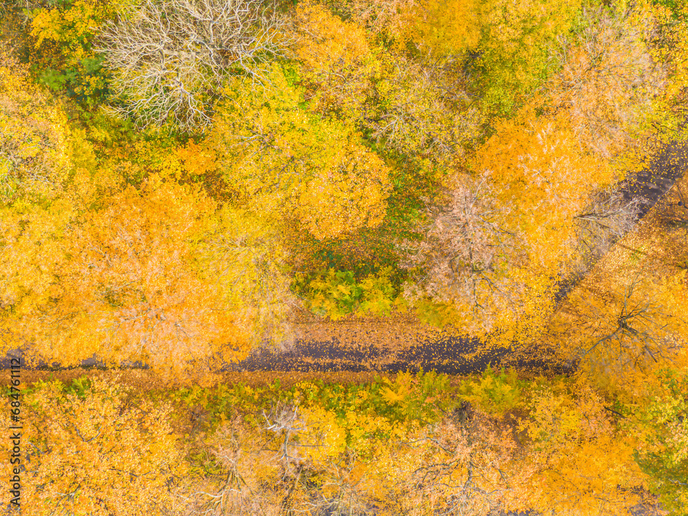 AERIAL forest in amazing autumn shades with road hiding under treetops. Forest treetops with vivid colorful leaves in autumn season. Stunning colour palette of changing leaves in fall season. AERIAL forest in amazing autumn shades with road hiding under treetops. Forest treetops with vivid colorful leaves in autumn season. Stunning colour palette of changing leaves in fall season.