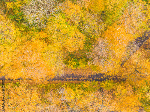 AERIAL forest in amazing autumn shades with road hiding under treetops. Forest treetops with vivid colorful leaves in autumn season. Stunning colour palette of changing leaves in fall season.