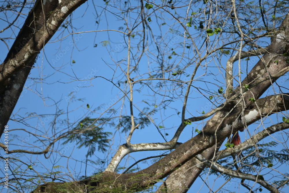 Costa Rica wilde Tiere und Pflanzen Regenwald Exoten Mittelamerika Costa Rica wilde Tiere und Pflanzen Regenwald Exoten Mittelamerika