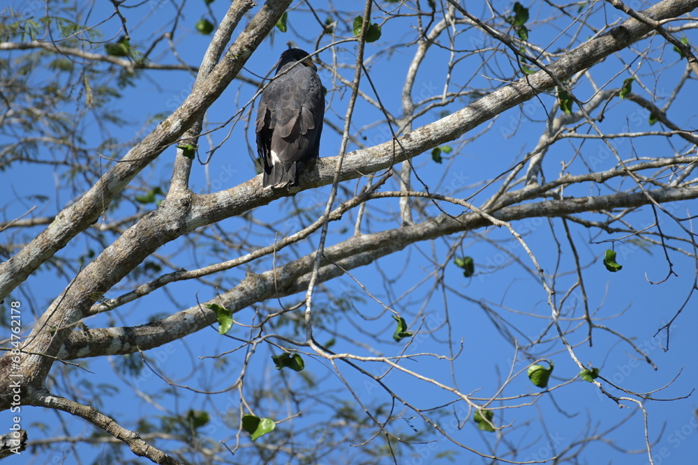 Costa Rica wilde Tiere und Pflanzen Regenwald Exoten Mittelamerika Costa Rica wilde Tiere und Pflanzen Regenwald Exoten Mittelamerika