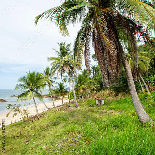 Palmeiras e coqueiros em encosta de gramado em praia deserta no Brasil photo