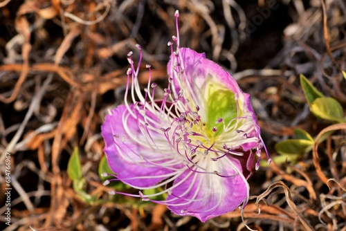 flor de la alcaparra