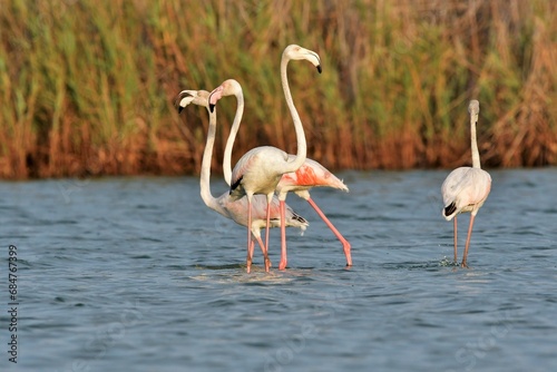 Flamencos en verano