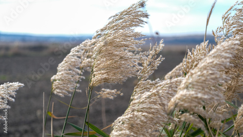 Top part of phragmites australis water reed stems with leaves and seed heads against the sky in the wind at wetland grass photo