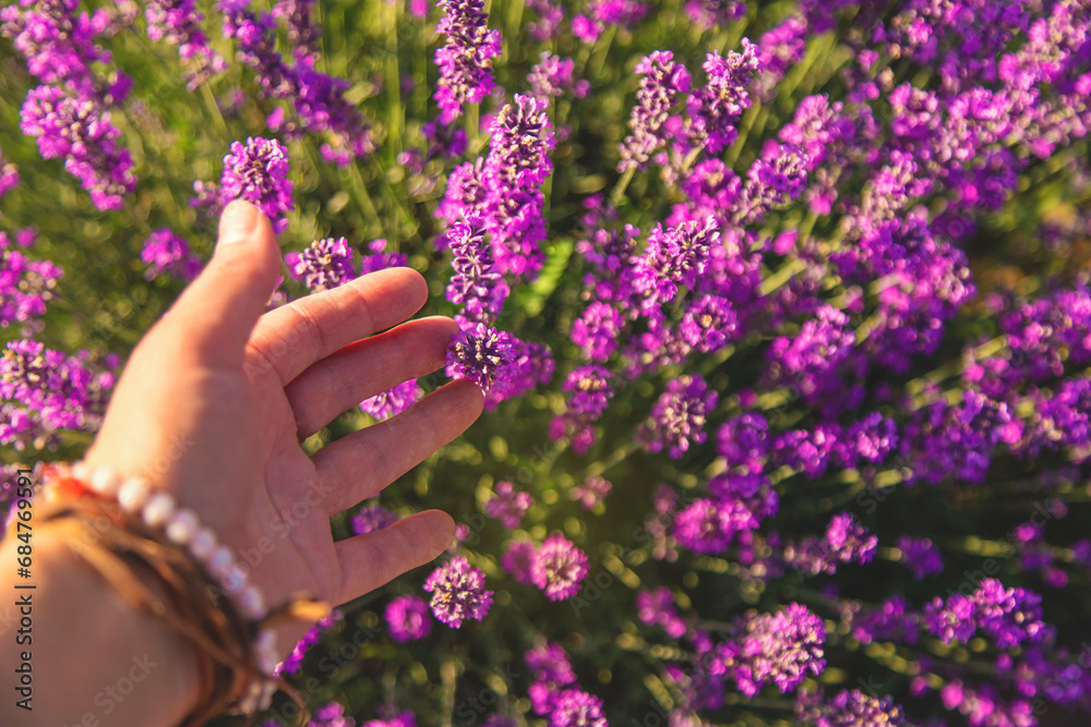 Woman in a lavender field. Selective focus. Woman in a lavender field. Selective focus.