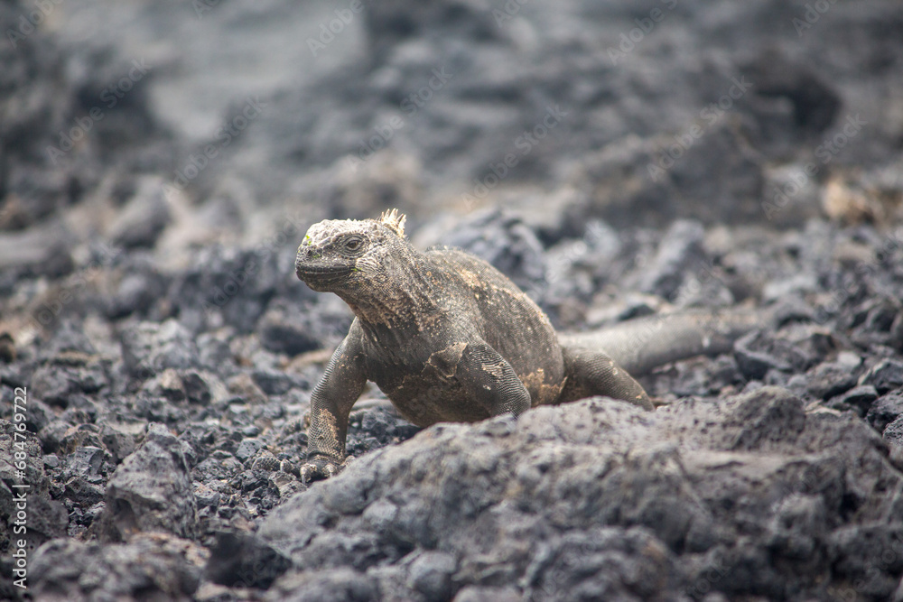 A marine iguana on rocks at tintoreras islet A marine iguana on rocks at tintoreras islet