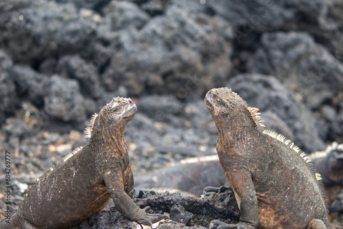 `Two marine iguanas on volcanic rocks at Tintoreras islet © John