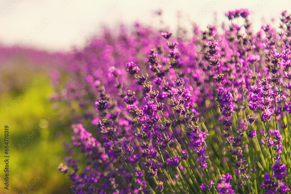 Obraz premium blooming lavender flowers on the field. Selective focus.