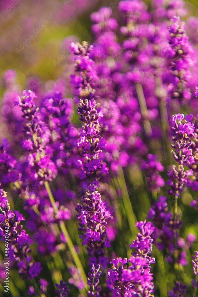blooming lavender flowers on the field. Selective focus.