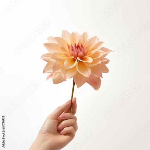 Female hand holding a ginger dahlia flower on white background, Generative AI