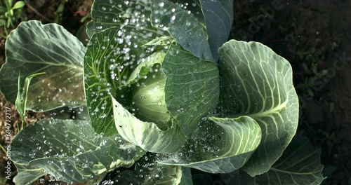 Super slow motion macro of splashing water drops are falling on fresh organic green savoy cabbage  while being watered in hydroponic greenhouse farm plantation. photo