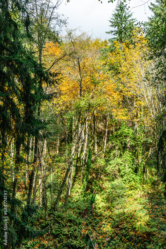 Fototapeta premium Seahurst Park Fall Ends 2