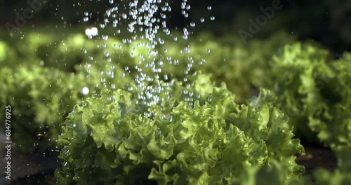 Super slow motion macro of splashing water drops are falling on fresh organic green salad while being watered in hydroponic greenhouse farm plantation. photo