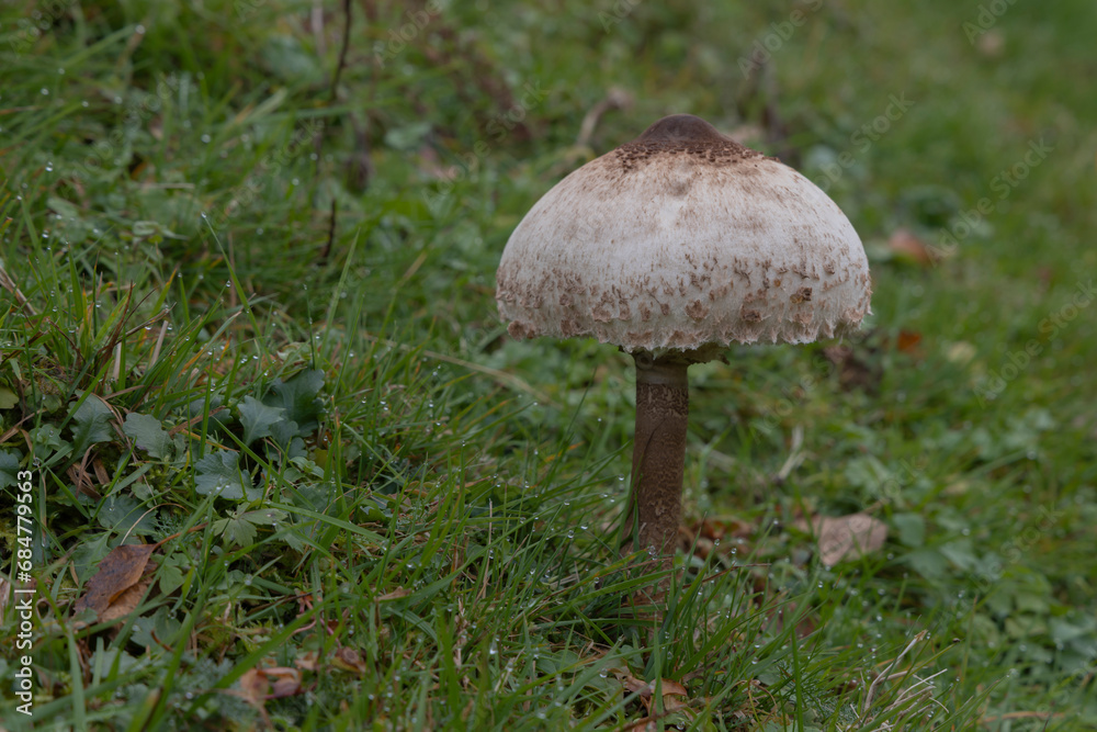 Parasol. speisepilz, herbst, kochen. Parasol. speisepilz, herbst, kochen.