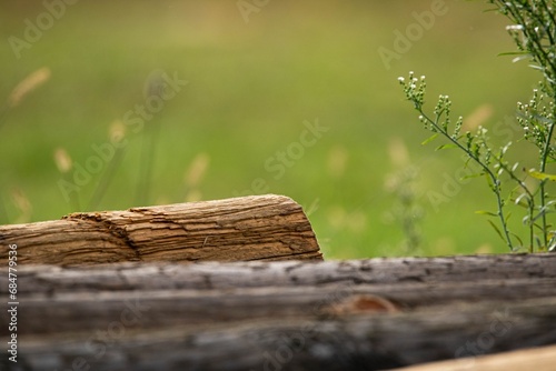 Old wooden beams laying in the green meadows