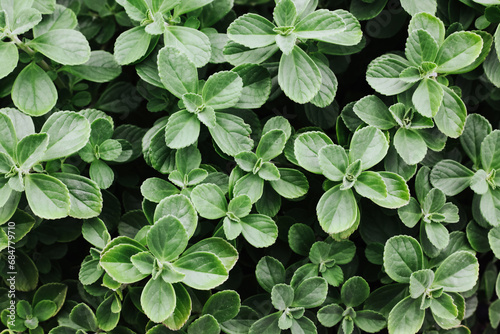 Green leaves background. Herbal texture. Origanum majorana. Garden herbs. Aromatic organic medicine. Wild herbal leaf plant.