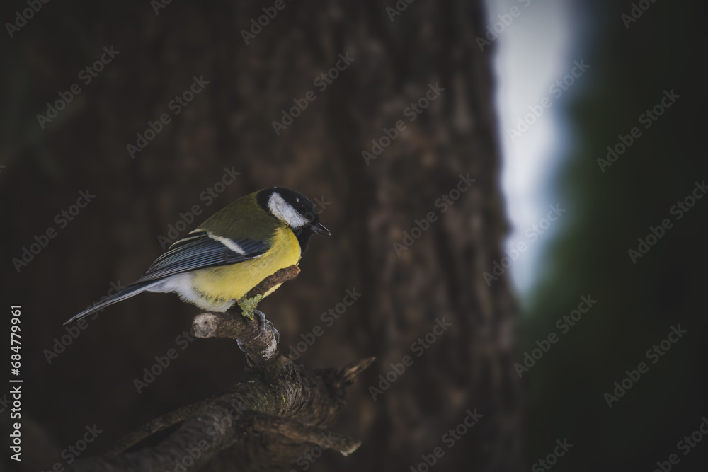Fototapeta premium great tit, parus major, is perching on a swiss stone pine at a cold winter day
