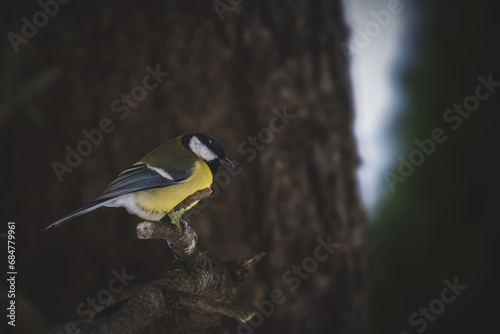 great tit, parus major, is perching on a swiss stone pine at a cold winter day