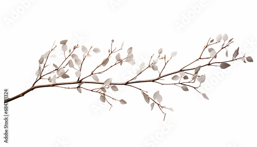 Dry twig isolated on white background photo