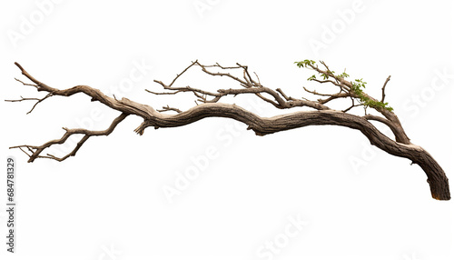 Dry twig isolated on white background