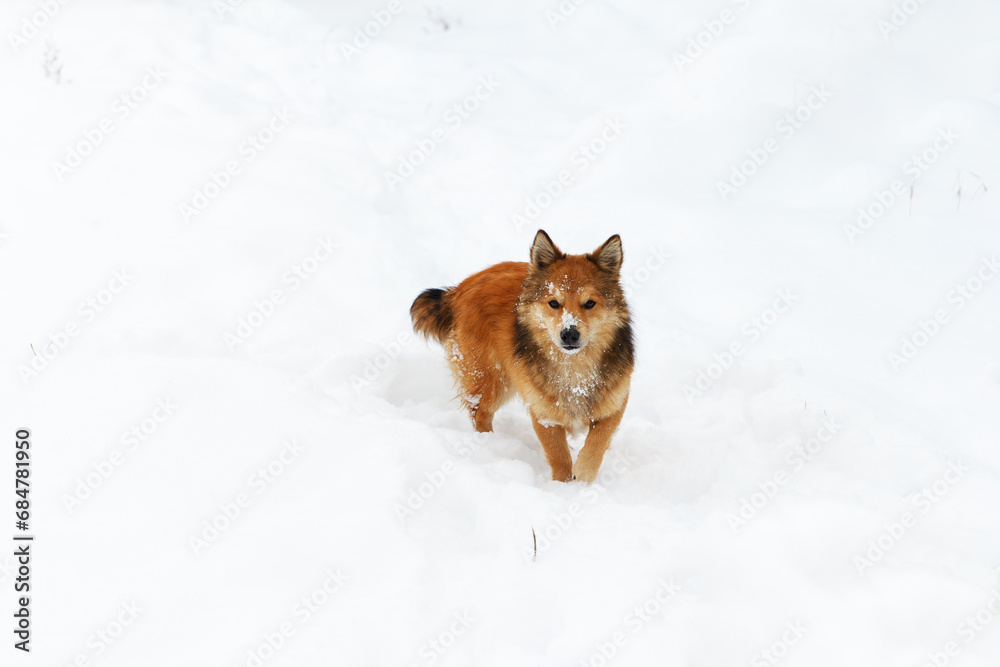 Beautiful, furry, red-haired dog who standing in the snow and looks closely Beautiful, furry, red-haired dog who standing in the snow and looks closely