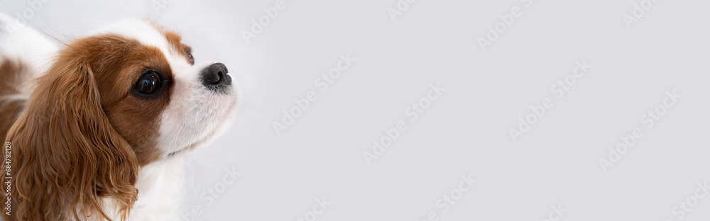 Close-up portrait of a cute puppy. Banner. Face og the dog on grey background. Cavalier King Charles Spaniel Blenheim Close-up portrait of a cute puppy. Banner. Face og the dog on grey background. Cavalier King Charles Spaniel Blenheim