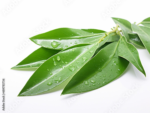 Bay leaf isolated on white background