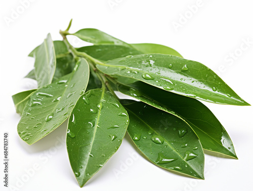 Bay leaf isolated on white background