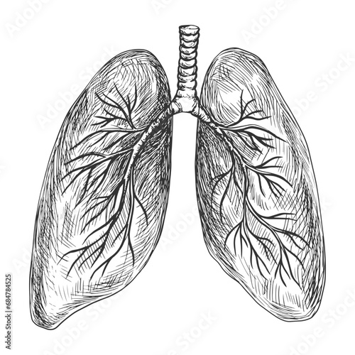 Sketch style human lungs. Hand drawn lungs with bronchi. Engraving style. Anatomical illustration. Human organ. Isolated black and white vector lungs