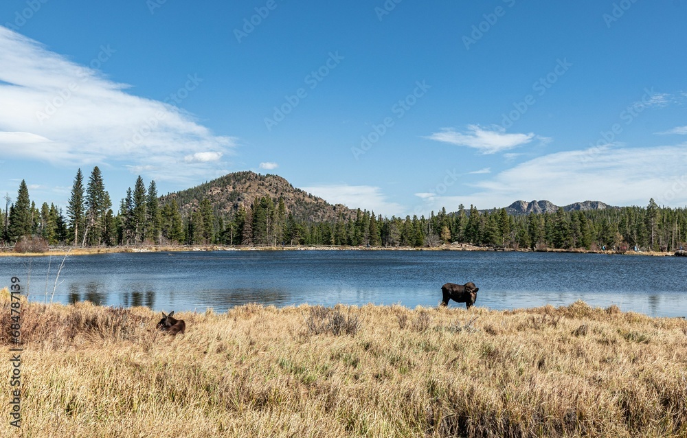 Golden grass, two majestic moose grazing by a reflective blue lake