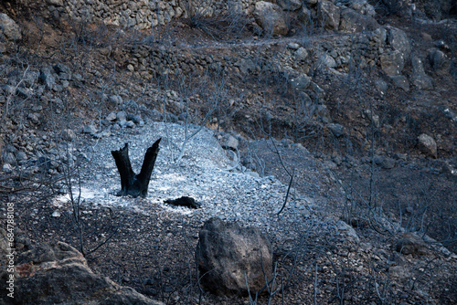 Nature burnt trees after wildfire in spain climat change aftermath global warming