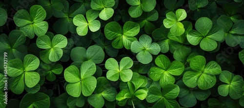  a bunch of green leaves that are in the shape of four leafed clovers on a dark green background. photo