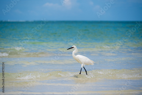 Great Egret,also known as common egret, large egret or great white heron.On the water