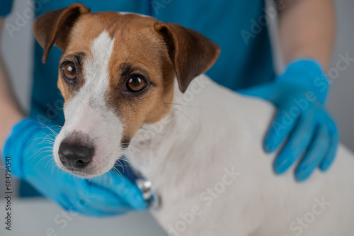 A veterinarian listens to the heartbeat of a Jack Russell Terrier dog.